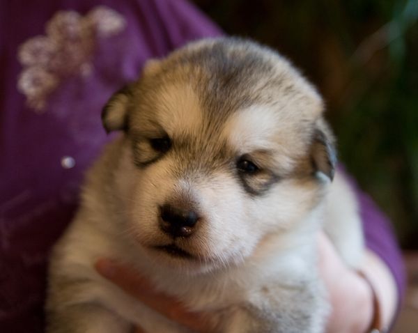 E Wurf 2 Wochen alt 3.JPG